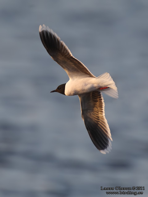 DVÄRGMÅS / LITTLE GULL (Hydrocoloeus minutus) - stor bild / full size