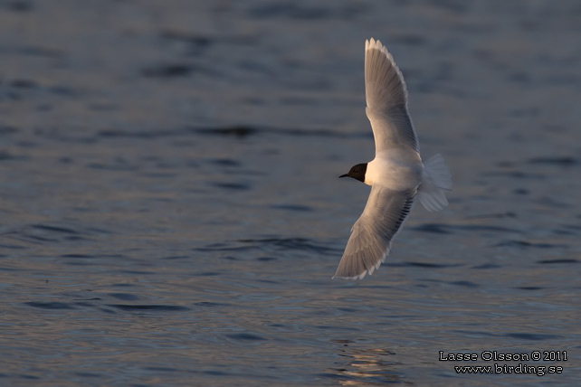 DVÄRGMÅS / LITTLE GULL (Hydrocoloeus minutus) - stor bild / full size