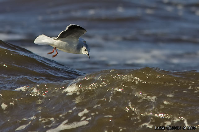 DVRGMS / LITTLE GULL (Hydrocoloeus minutus) - stor bild / full size