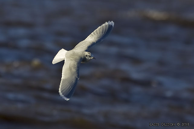 DVRGMS / LITTLE GULL (Hydrocoloeus minutus) - stor bild / full size