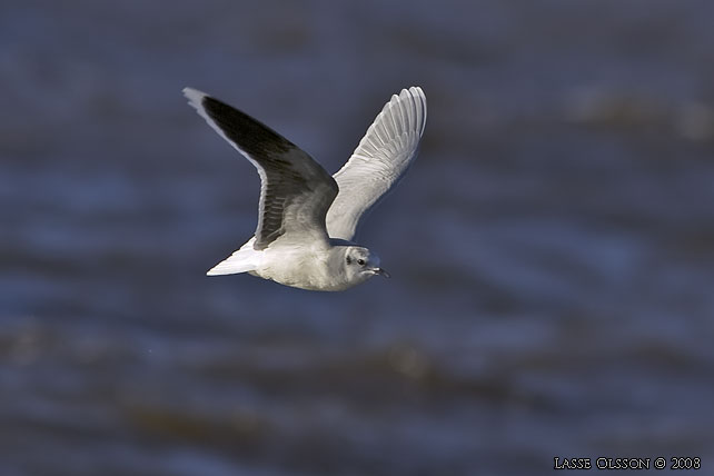 DVRGMS / LITTLE GULL (Hydrocoloeus minutus) - stor bild / full size