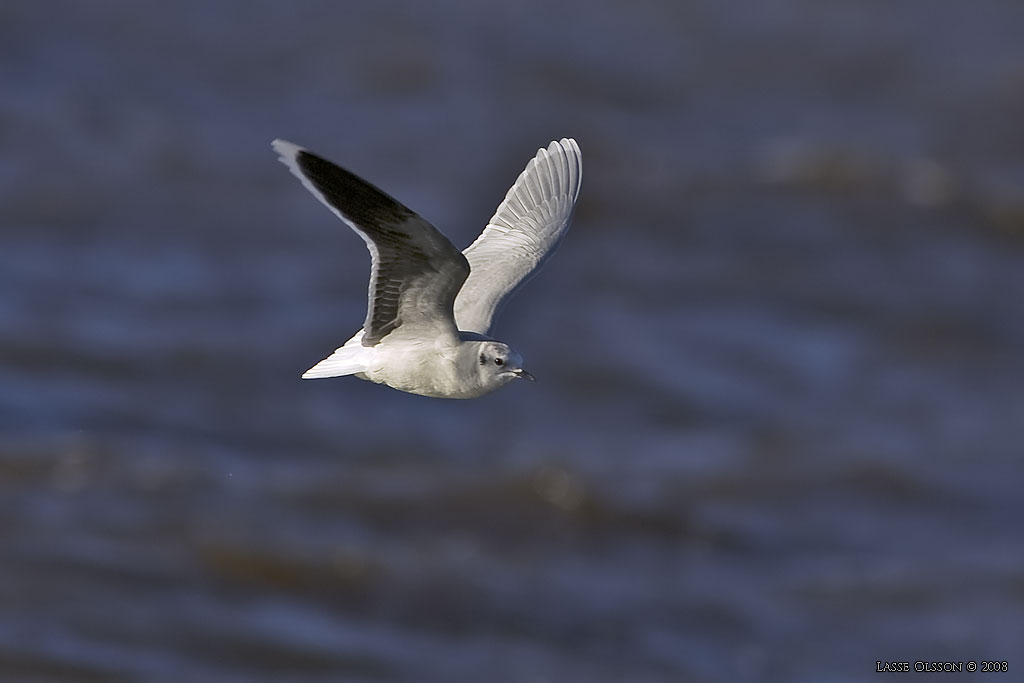 DVRGMS / LITTLE GULL (Hydrocoloeus minutus) - Stng / Close