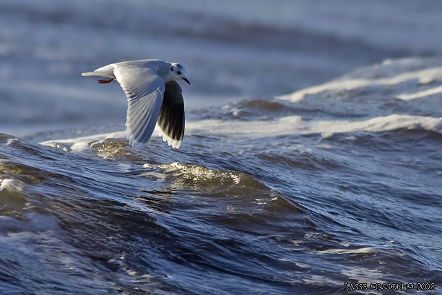 DVRGMS / LITTLE GULL (Hydrocoloeus minutus) - stor bild / full size