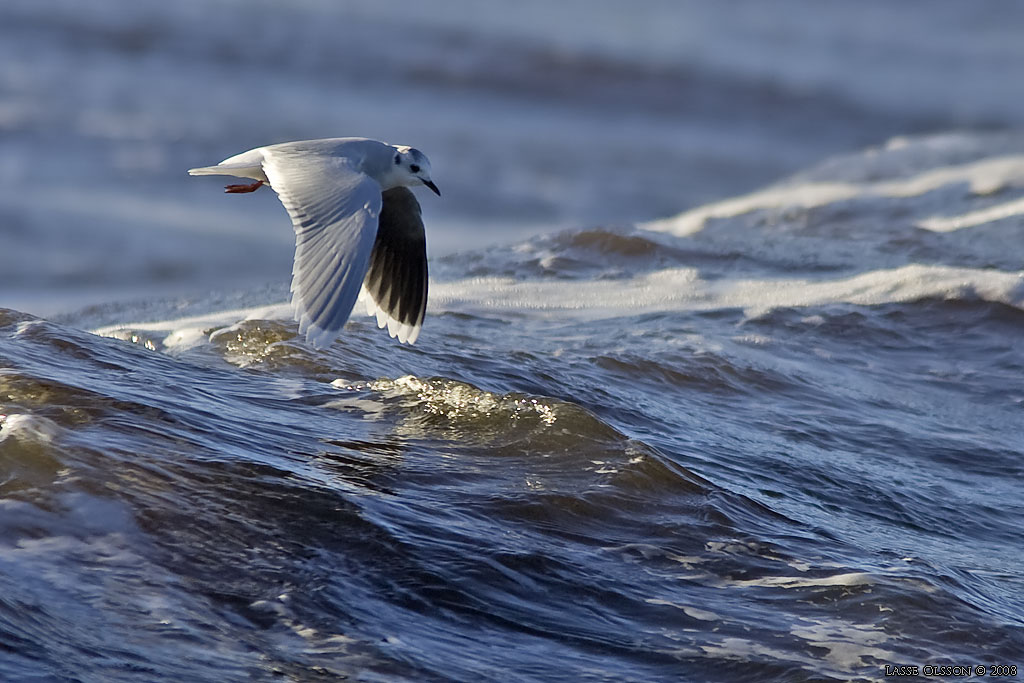 DVRGMS / LITTLE GULL (Hydrocoloeus minutus) - Stng / Close