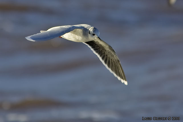 DVRGMS / LITTLE GULL (Hydrocoloeus minutus) - stor bild / full size