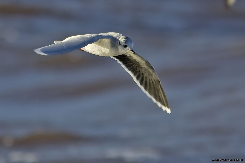 DVRGMS / LITTLE GULL (Hydrocoloeus minutus) - Stng / Close