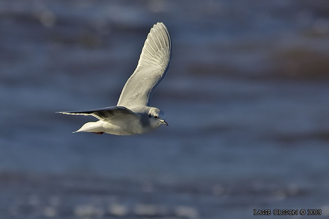 DVRGMS / LITTLE GULL (Hydrocoloeus minutus) - stor bild / full size