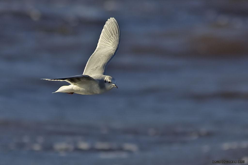 DVRGMS / LITTLE GULL (Hydrocoloeus minutus) - Stng / Close