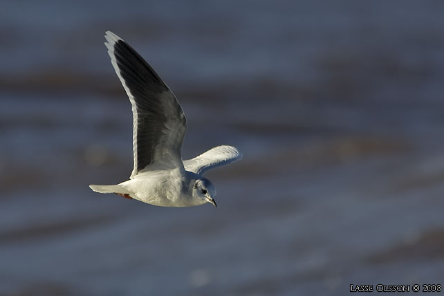 DVRGMS / LITTLE GULL (Hydrocoloeus minutus) - stor bild / full size