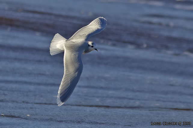 DVRGMS / LITTLE GULL (Hydrocoloeus minutus) - stor bild / full size