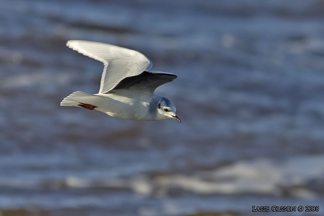 DVRGMS / LITTLE GULL (Hydrocoloeus minutus) - stor bild / full size