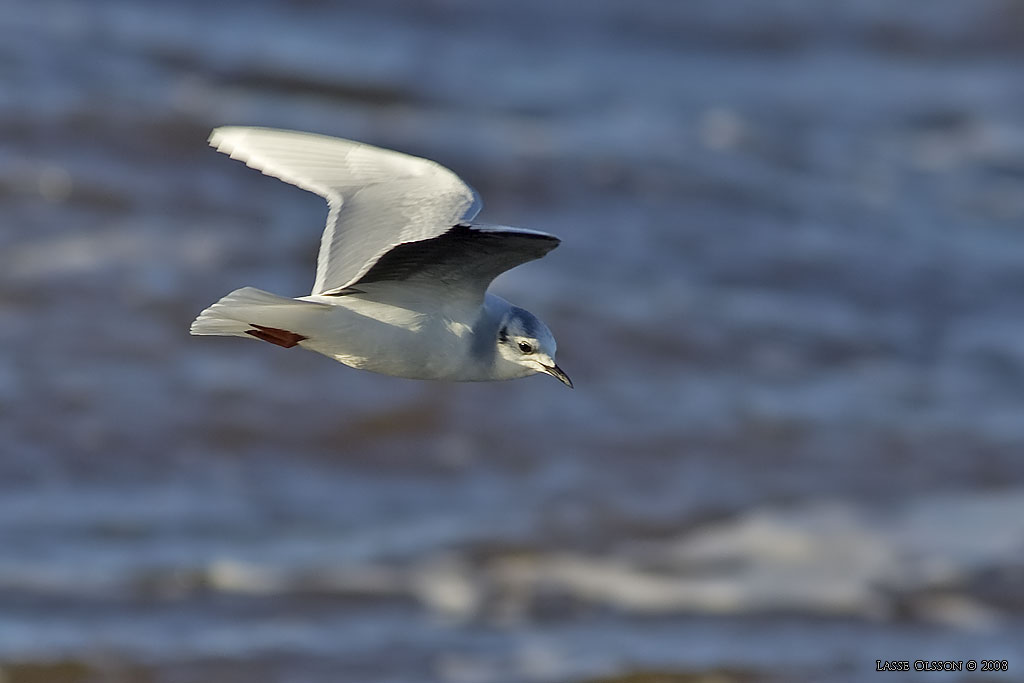 DVRGMS / LITTLE GULL (Hydrocoloeus minutus) - Stng / Close