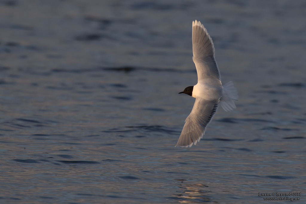 DVRGMS / LITTLE GULL (Hydrocoloeus minutus) - Stng / Close