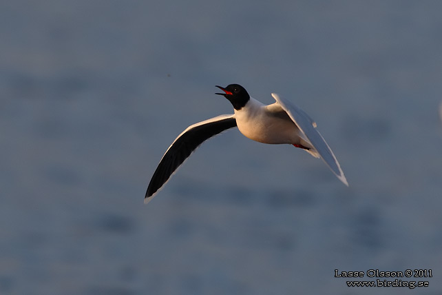 DVÄRGMÅS / LITTLE GULL (Hydrocoloeus minutus) - stor bild / full size