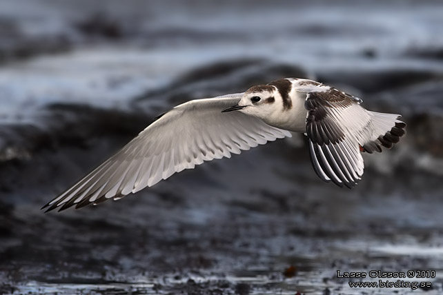 DVÄRGMÅS / LITTLE GULL (Hydrocoloeus minutus) - stor bild / full size