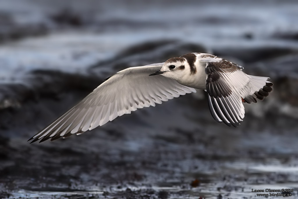 DVRGMS / LITTLE GULL (Hydrocoloeus minutus) - Stng / Close