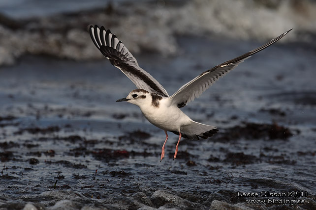 DVRGMS / LITTLE GULL (Hydrocoloeus minutus) - stor bild / full size