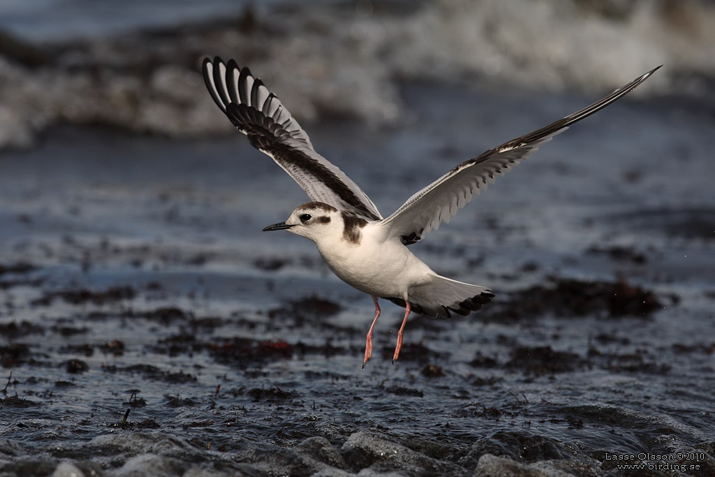 DVRGMS / LITTLE GULL (Hydrocoloeus minutus) - Stng / Close