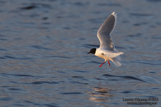 DVÄRGMÅS / LITTLE GULL (Hydrocoloeus minutus) - stor bild / full size