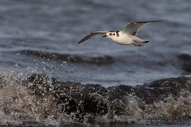 DVRGMS / LITTLE GULL (Hydrocoloeus minutus) - stor bild / full size