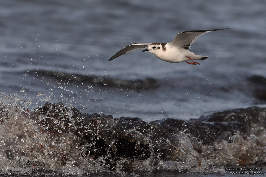 DVRGMS / LITTLE GULL (Hydrocoloeus minutus) - Stng / Close