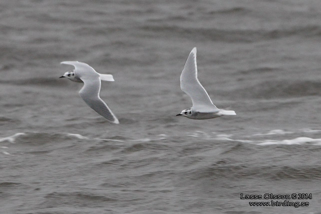 DVÄRGMÅS / LITTLE GULL (Hydrocoloeus minutus) - stor bild / full size