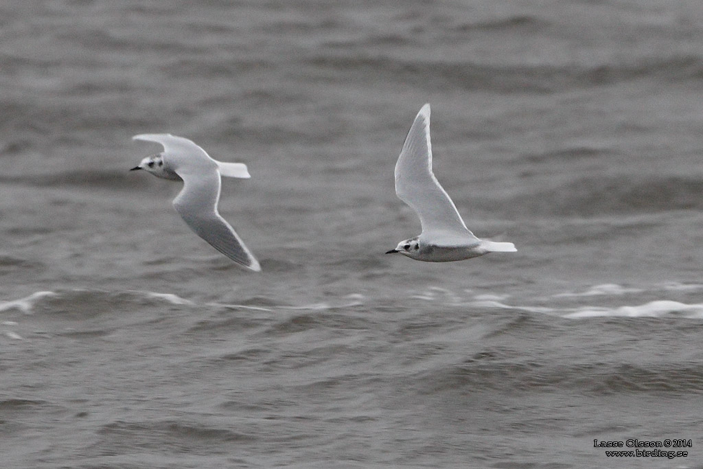 DVRGMS / LITTLE GULL (Hydrocoloeus minutus) - Stng / Close