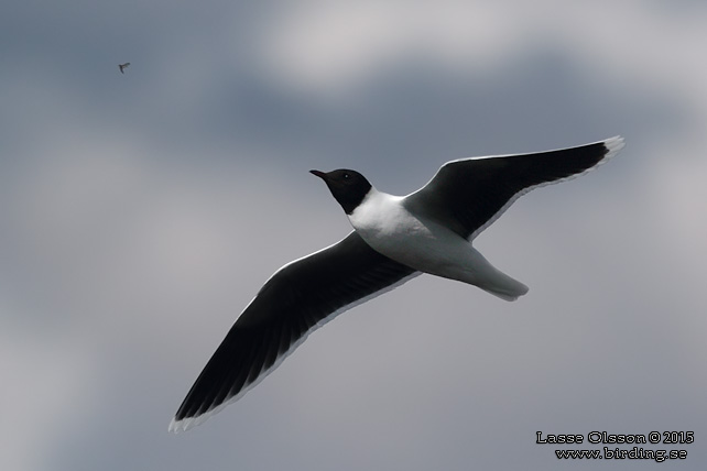 DVÄRGMÅS / LITTLE GULL (Hydrocoloeus minutus) - stor bild / full size