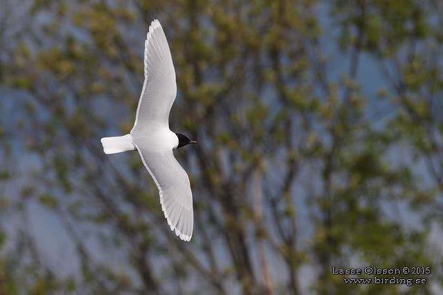 DVÄRGMÅS / LITTLE GULL (Hydrocoloeus minutus) - stor bild / full size