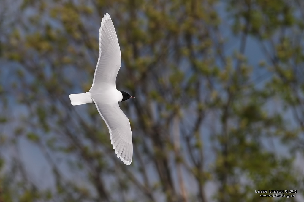 DVRGMS / LITTLE GULL (Hydrocoloeus minutus) - Stng / Close