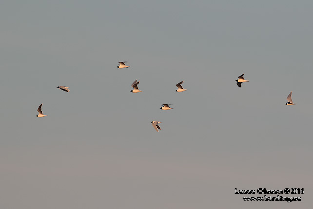 DVÄRGMÅS / LITTLE GULL (Hydrocoloeus minutus) - stor bild / full size