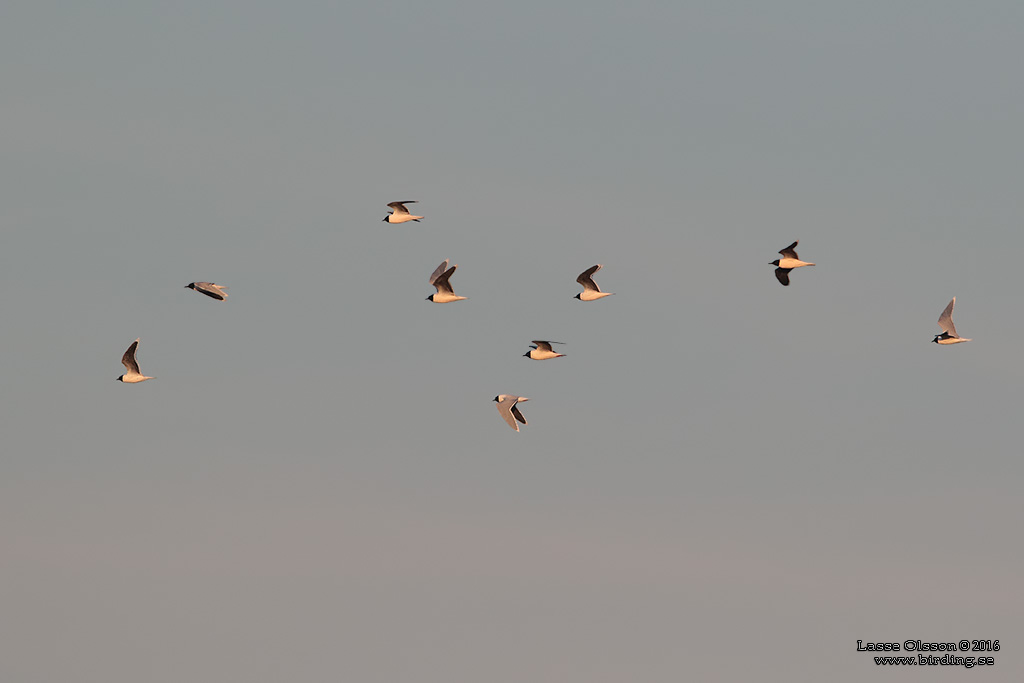 DVRGMS / LITTLE GULL (Hydrocoloeus minutus) - Stng / Close