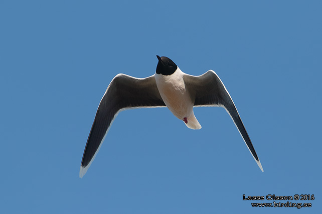 DVÄRGMÅS / LITTLE GULL (Hydrocoloeus minutus) - stor bild / full size