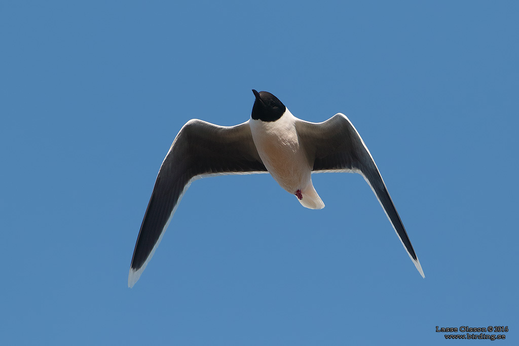 DVRGMS / LITTLE GULL (Hydrocoloeus minutus) - Stng / Close