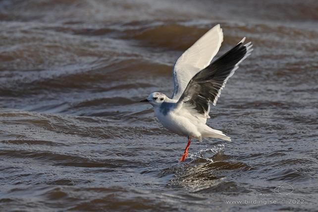 DVÄRGMÅS / LITTLE GULL (Hydrocoloeus minutus) - stor bild / full size