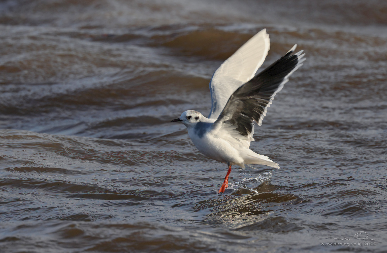 DVRGMS / LITTLE GULL (Hydrocoloeus minutus) - Stng / Close