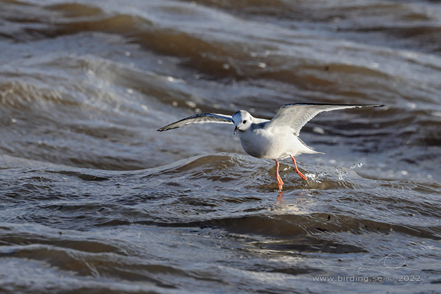 DVÄRGMÅS / LITTLE GULL (Hydrocoloeus minutus) - stor bild / full size