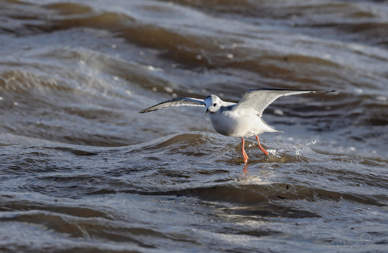 DVRGMS / LITTLE GULL (Hydrocoloeus minutus) - Stng / Close