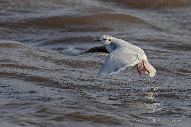 DVÄRGMÅS / LITTLE GULL (Hydrocoloeus minutus) - stor bild / full size