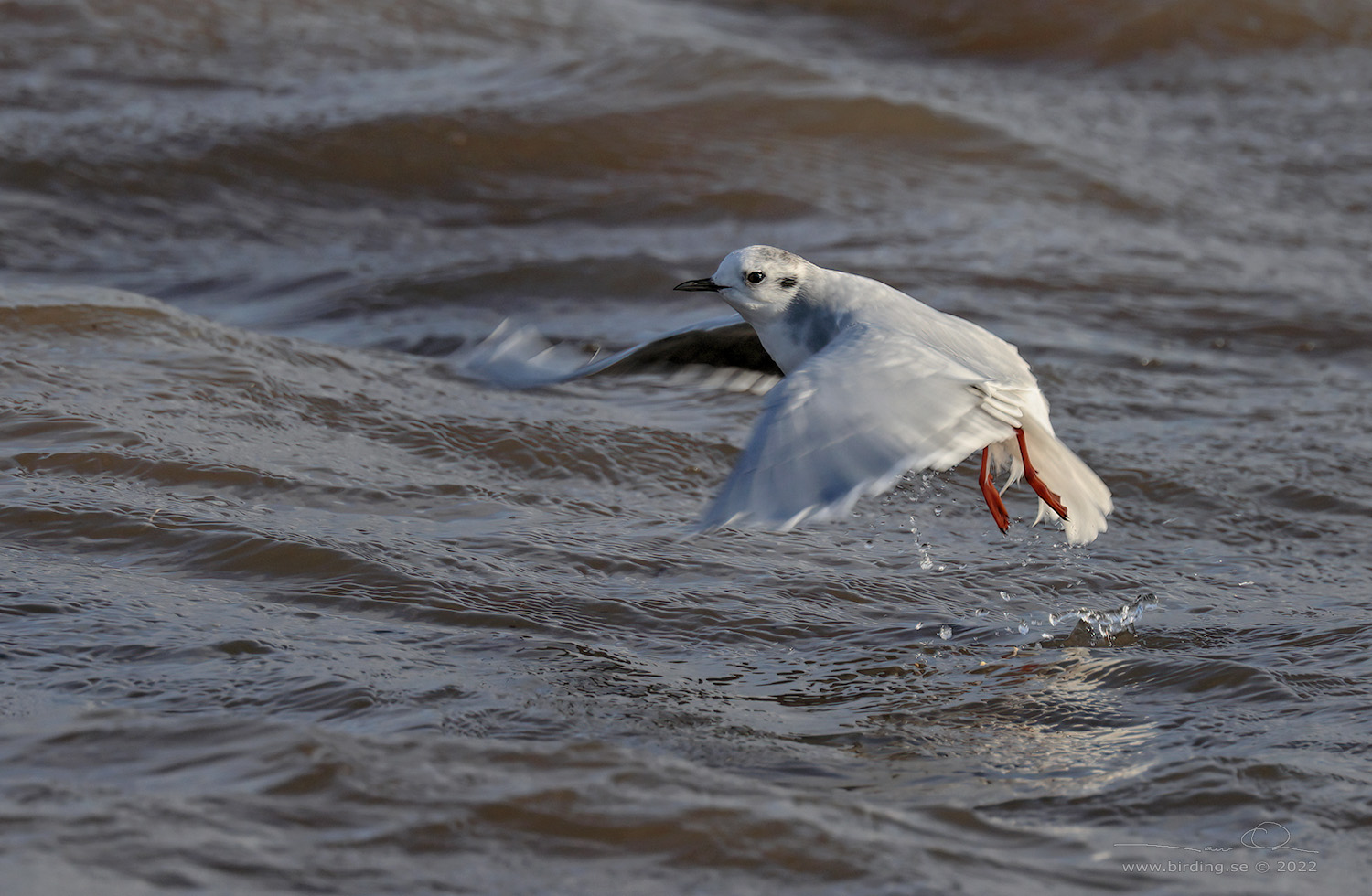 DVRGMS / LITTLE GULL (Hydrocoloeus minutus) - Stng / Close