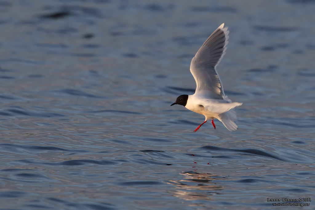 DVRGMS / LITTLE GULL (Hydrocoloeus minutus) - Stng / Close