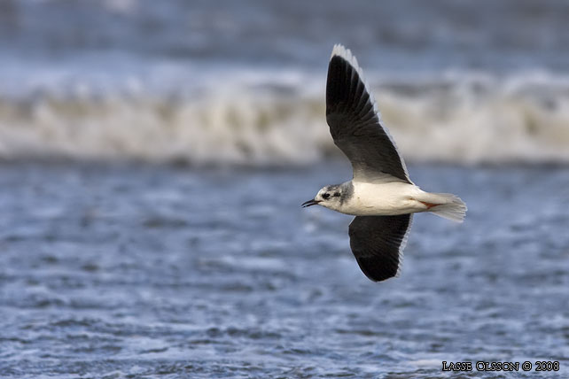 DVRGMS / LITTLE GULL (Hydrocoloeus minutus) - stor bild / full size