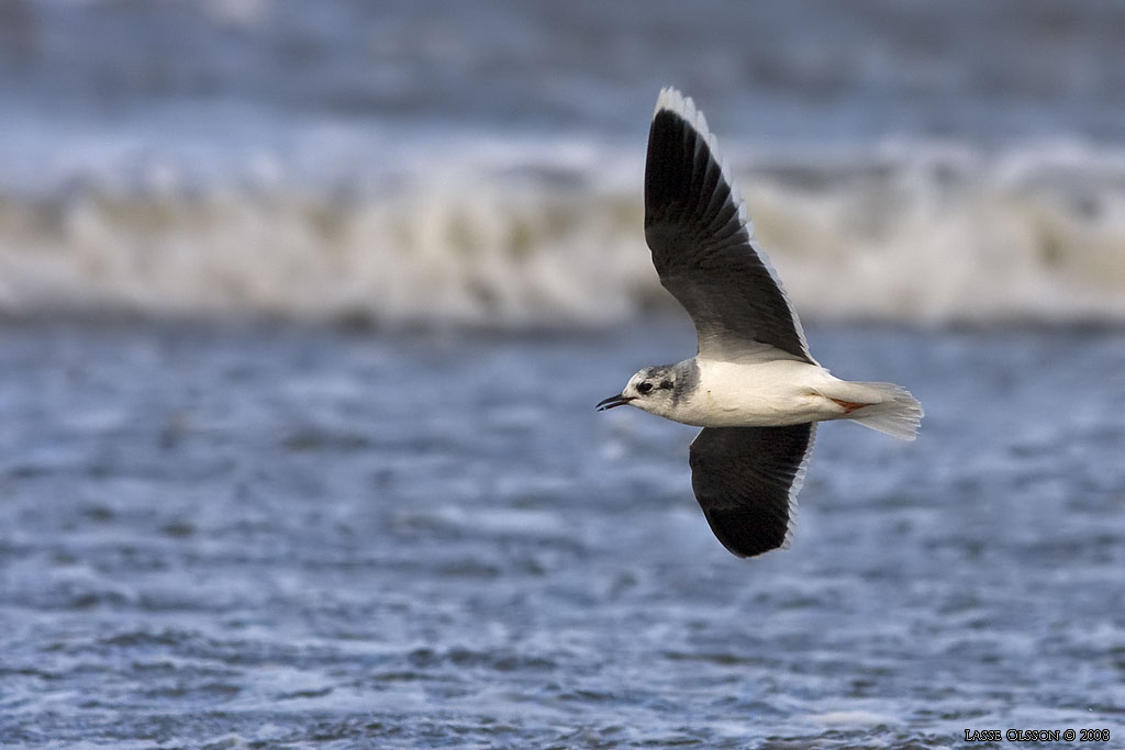 DVRGMS / LITTLE GULL (Hydrocoloeus minutus) - Stng / Close