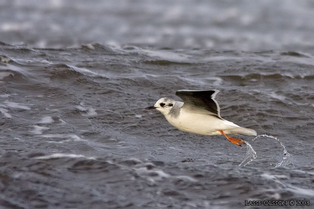 DVRGMS / LITTLE GULL (Hydrocoloeus minutus) - stor bild / full size