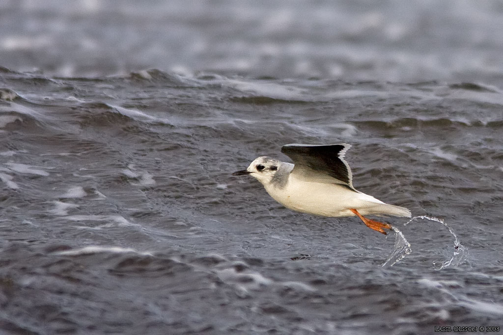 DVRGMS / LITTLE GULL (Hydrocoloeus minutus) - Stng / Close