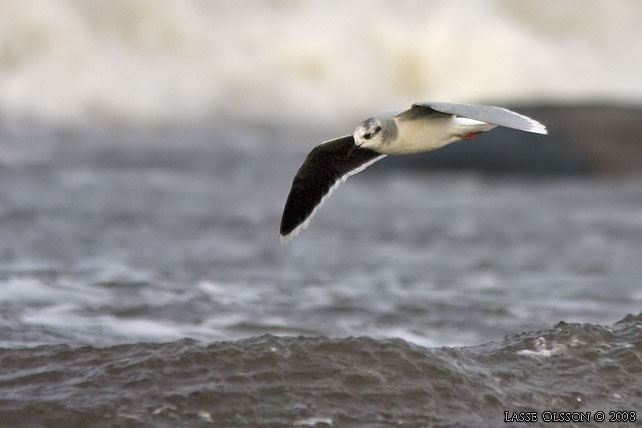 DVRGMS / LITTLE GULL (Hydrocoloeus minutus) - stor bild / full size