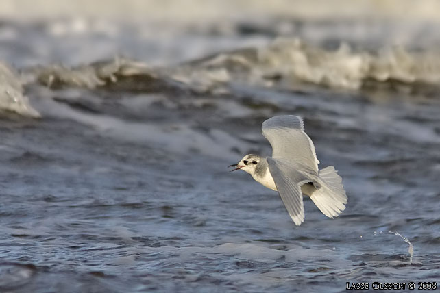 DVRGMS / LITTLE GULL (Hydrocoloeus minutus) - stor bild / full size