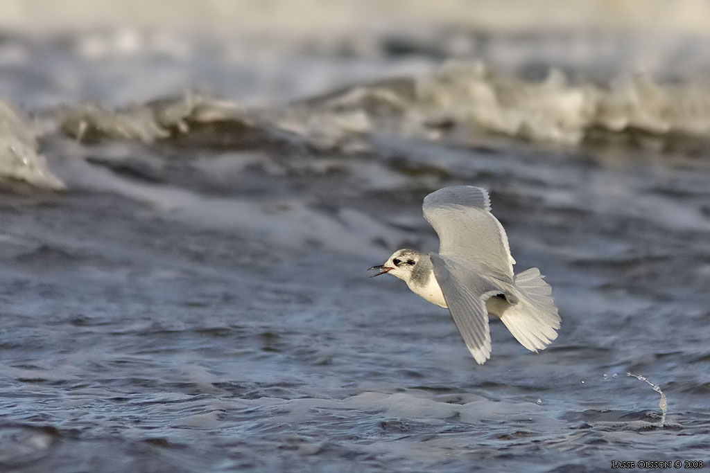 DVRGMS / LITTLE GULL (Hydrocoloeus minutus) - Stng / Close