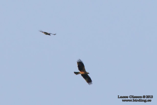 DVRGRN / BOOTED EAGLE (Aquila pennatus)