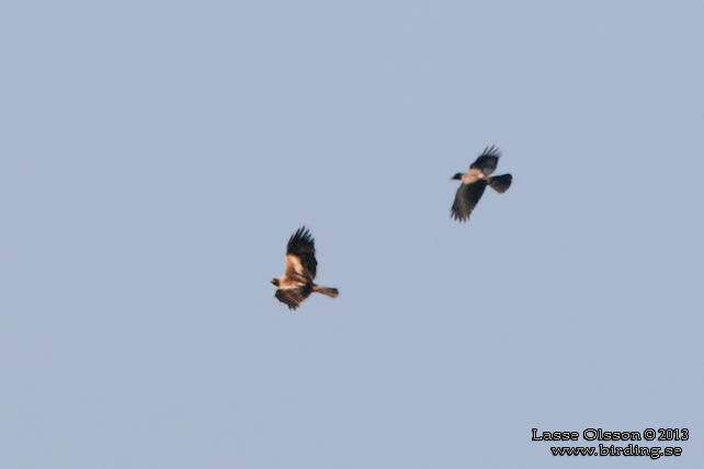 DVRGRN / BOOTED EAGLE (Aquila pennatus)
